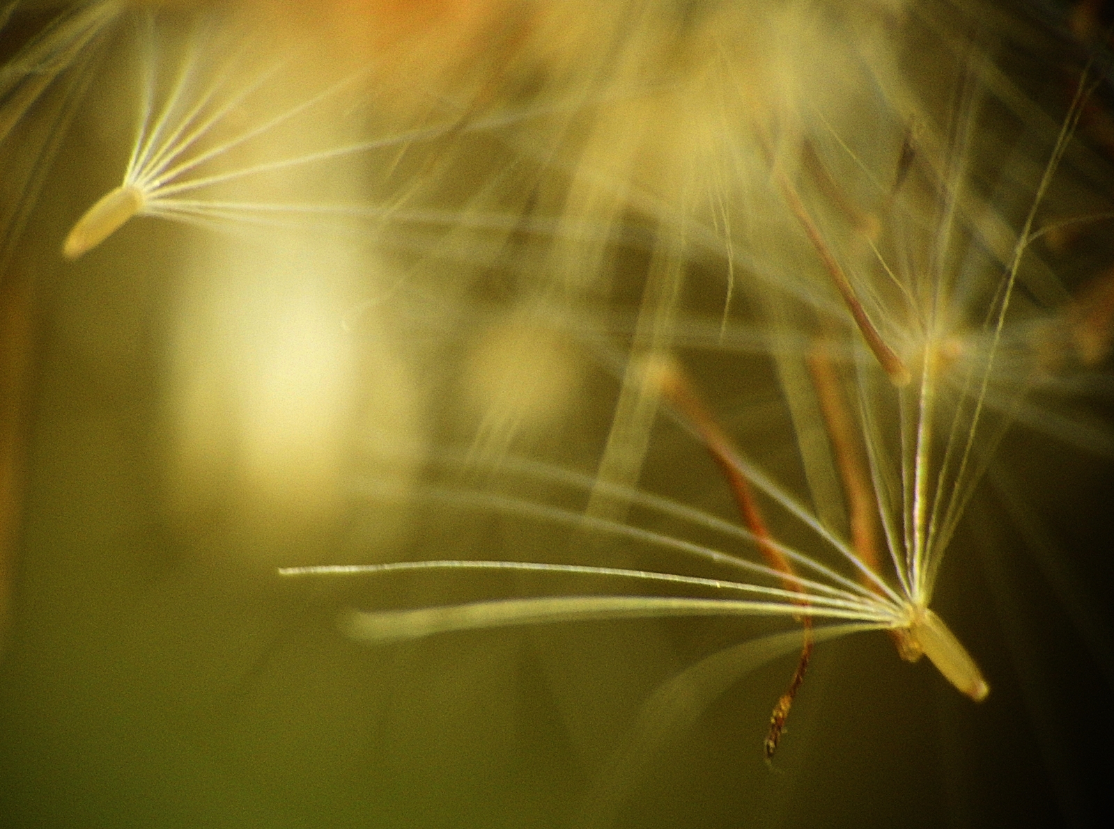 Dandelion seeds photo by Miriam Posz