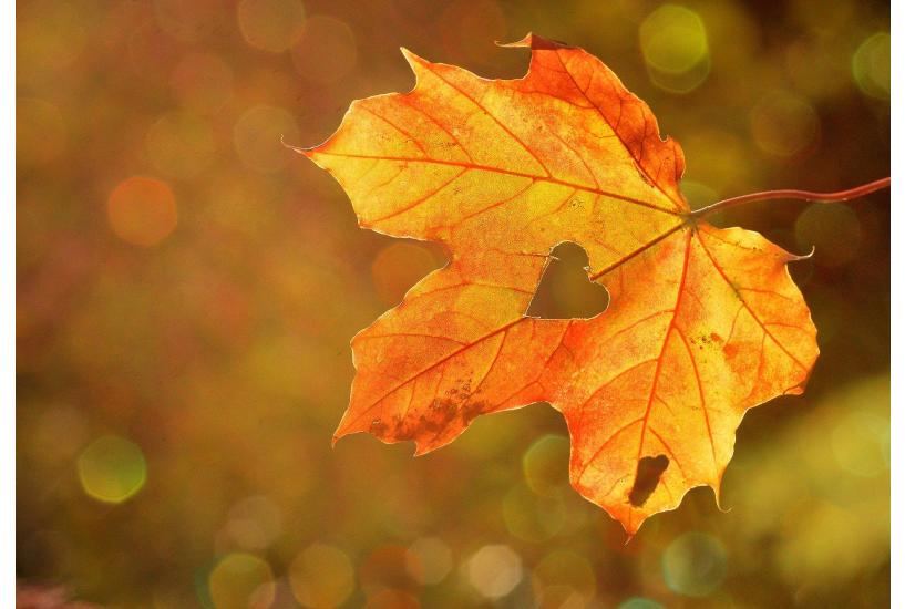 Autumn and Wise Old Women