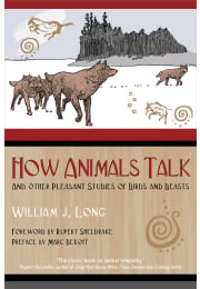 How Animals Talk