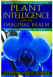 Plant Intelligence and the Imaginal Realm